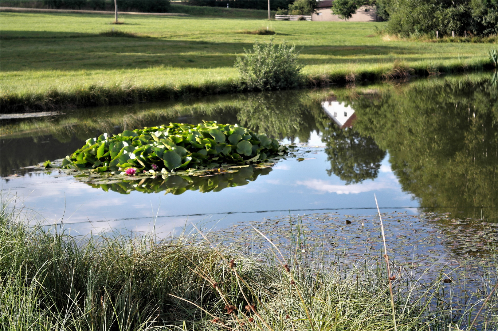 Verkehrte Welt in "meinem" Teich