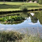 Verkehrte Welt in "meinem" Teich