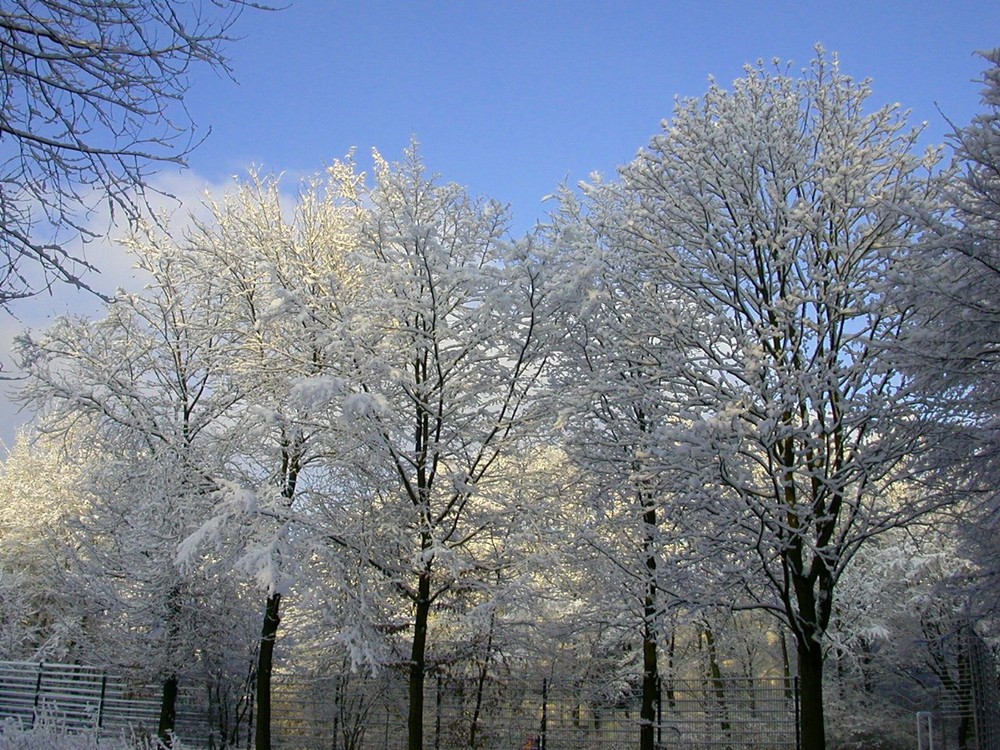 Verkleidete Bäume