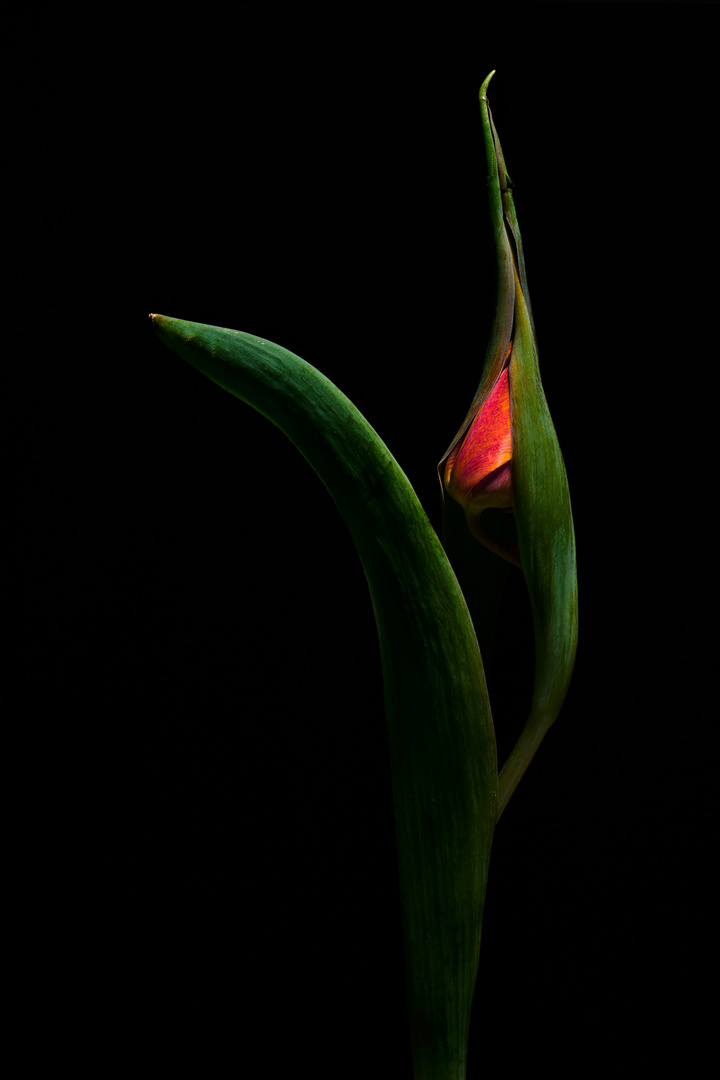 Verklemmte Tulpe 01