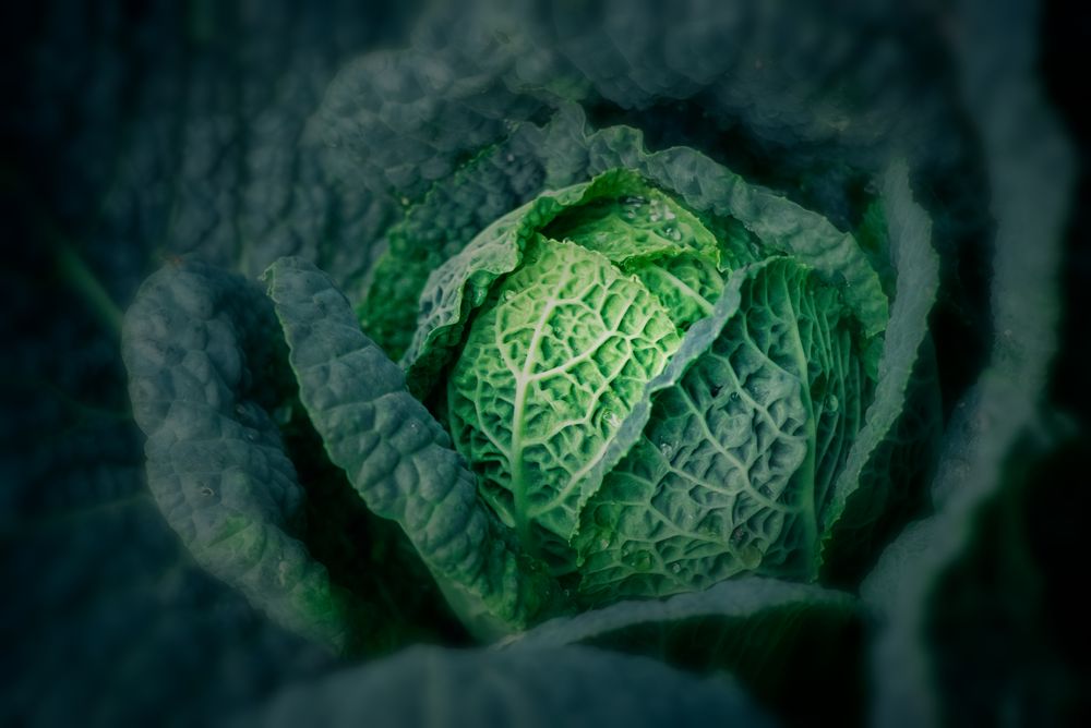 Verkohlt Foto & Bild | outdoor, grün, natur Bilder auf fotocommunity