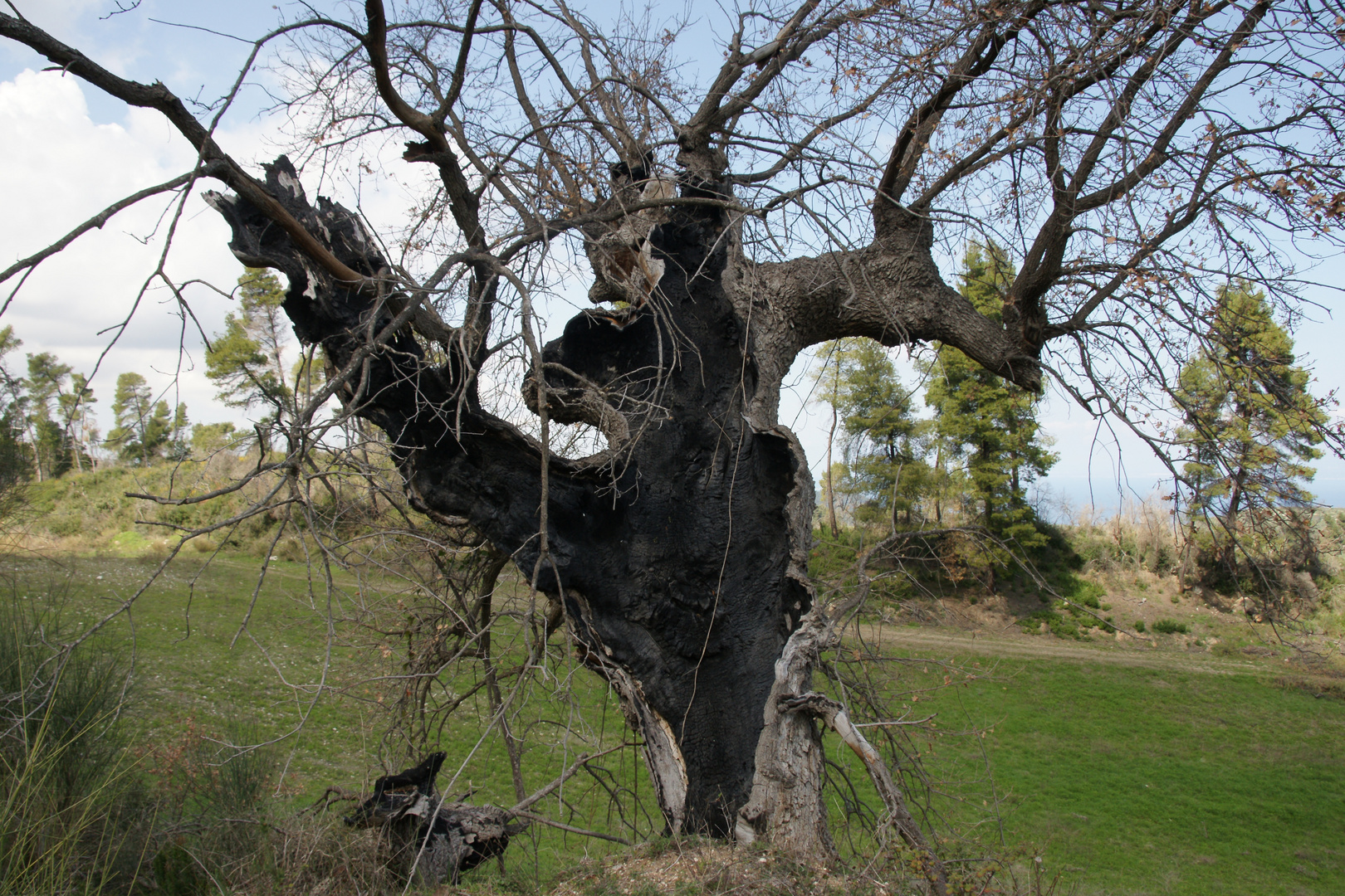 Verkohlter Olivenbaum