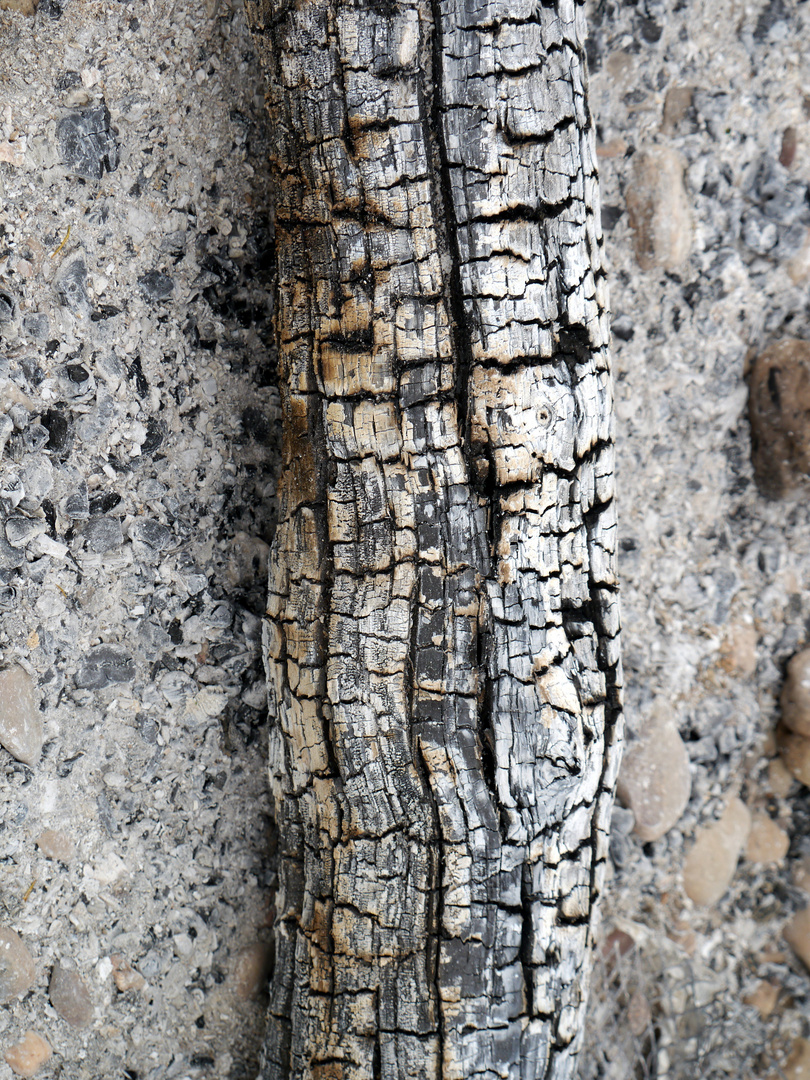 Verkohltes Holzstück am Rhein