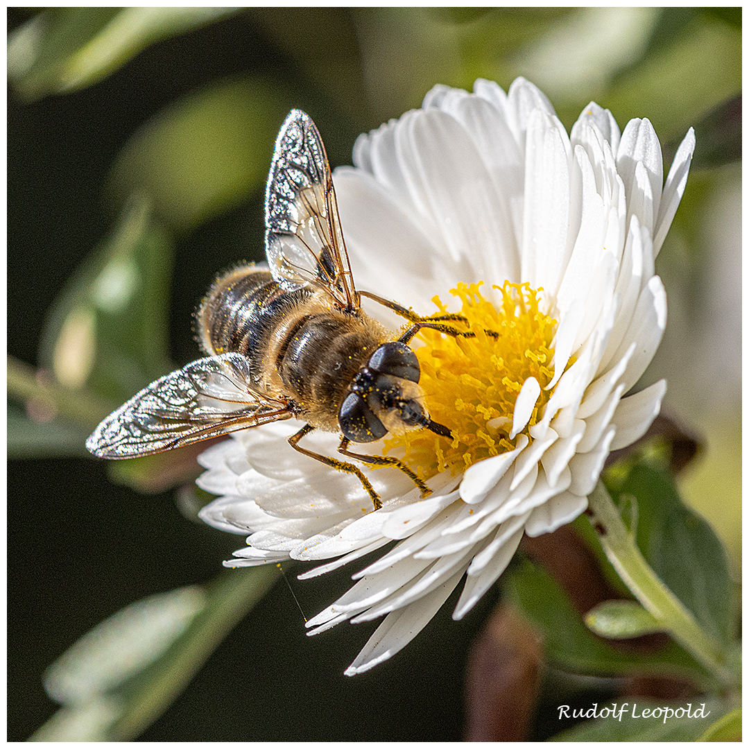 Verkostung auf einer Blüte