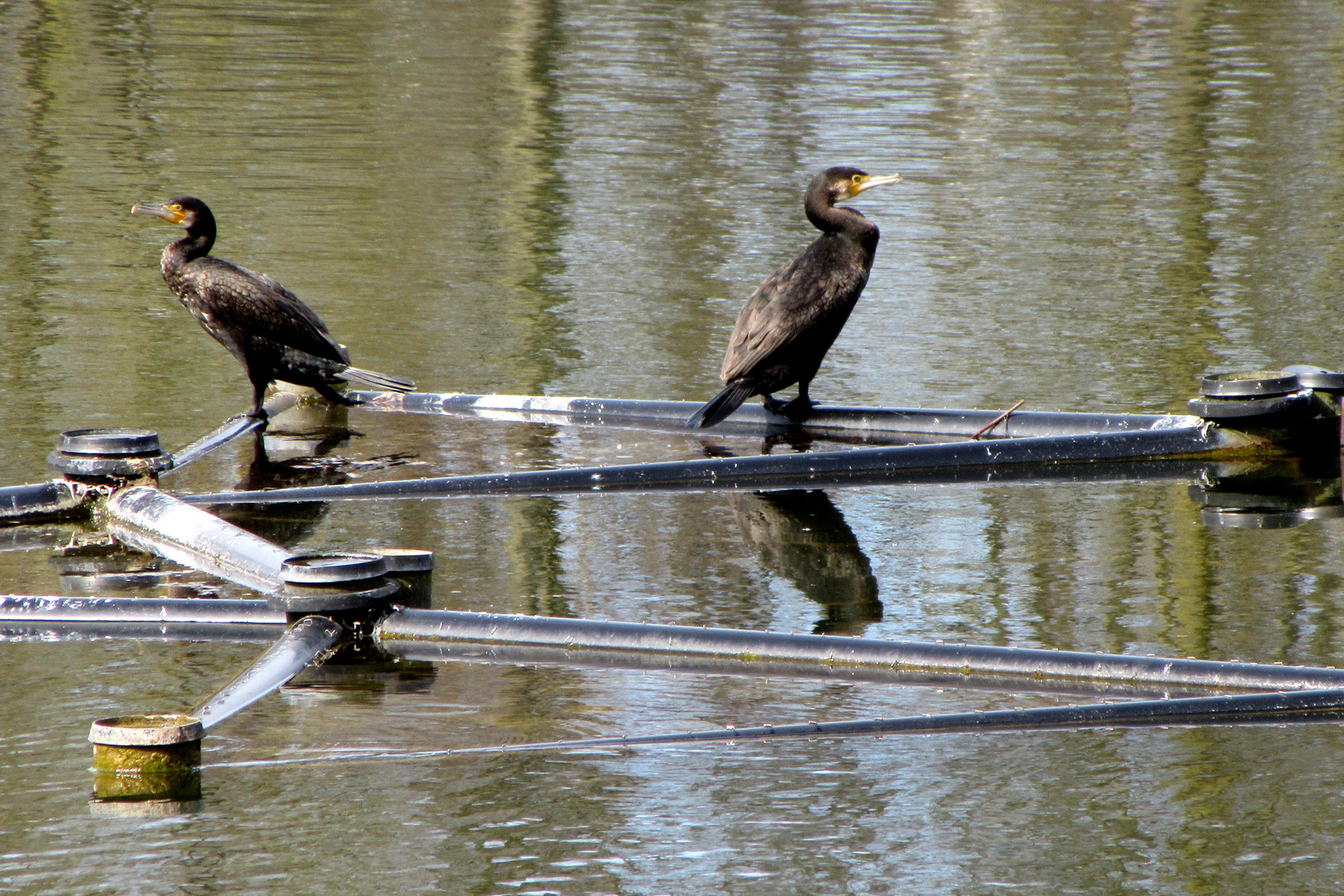 Verkrachte Existenzen Foto & Bild tiere, wildlife, wild lebende vögel