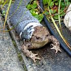 Verkrampft sucht die Kröte Halt an der Platte