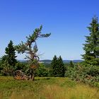 Verkrüppelt aber trotzdem wunderschön (Kahler Asten)