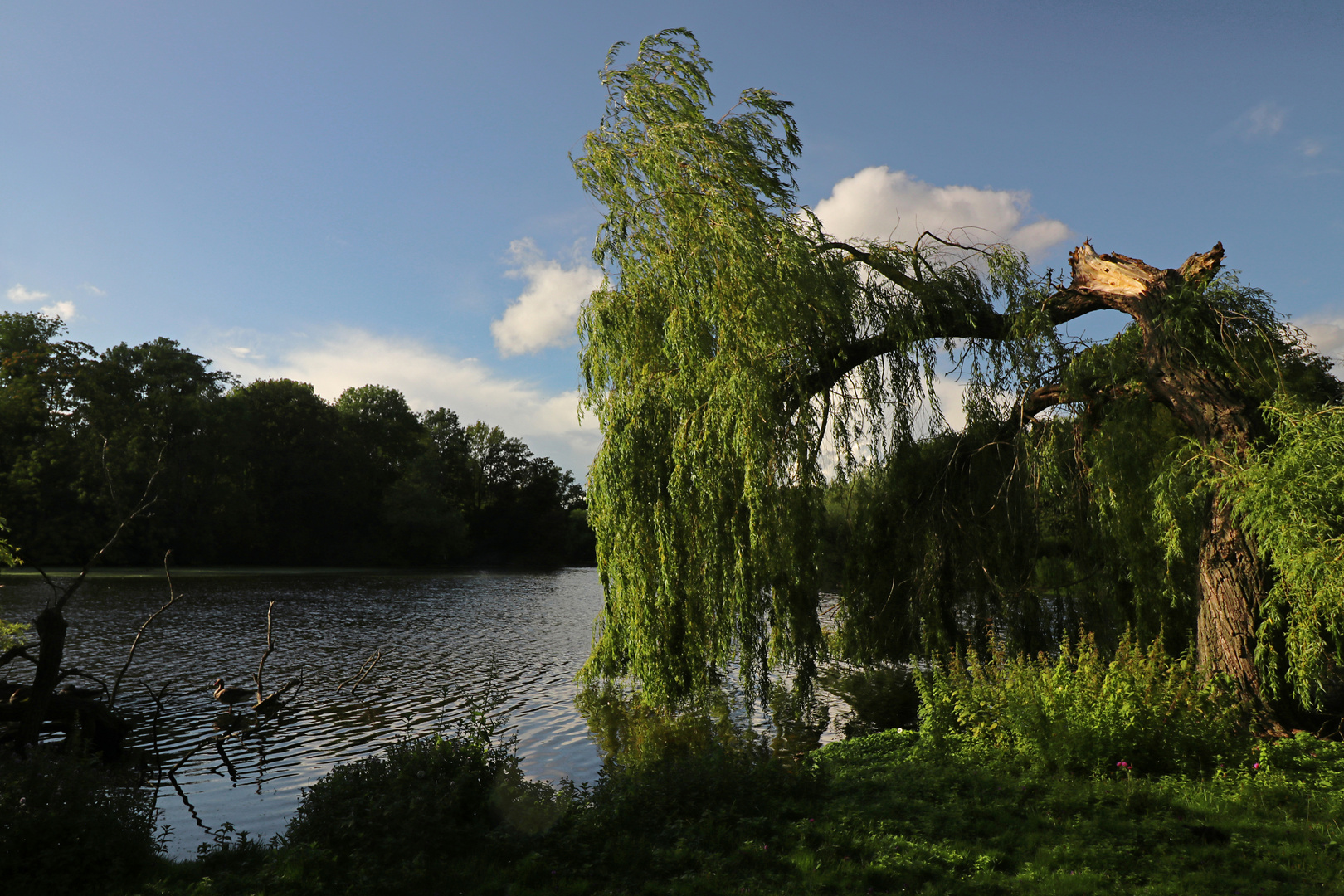 Verkrüppelte Weide am Ufer