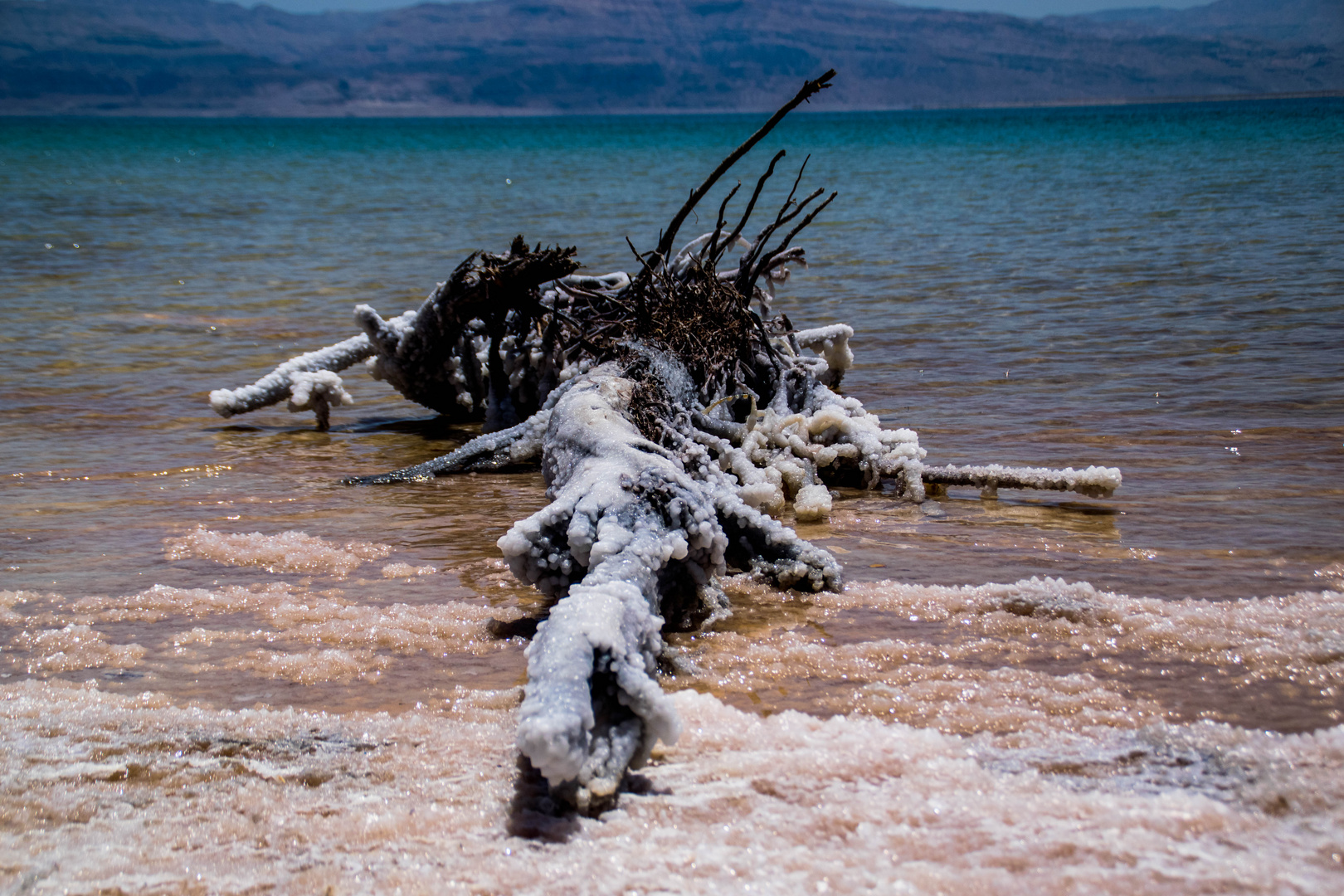 verkrustetes Geäst am toten Meer