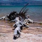 verkrustetes Geäst am toten Meer