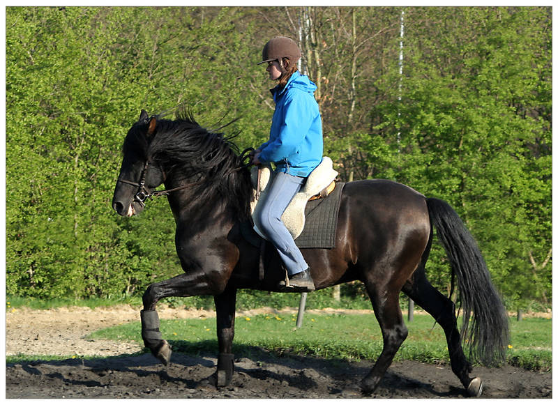 Verkürzter Galopp!