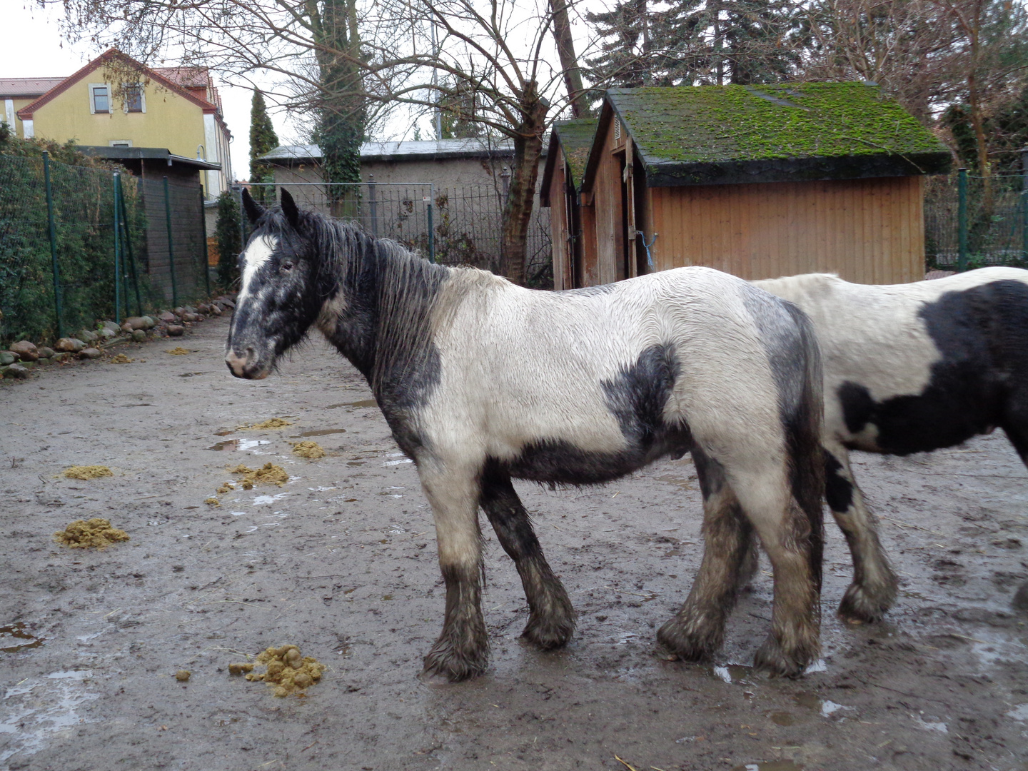 Verlängertes Pferd