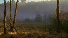 Verlandetes Hochmoor in der Schorfheide/Brandenburg