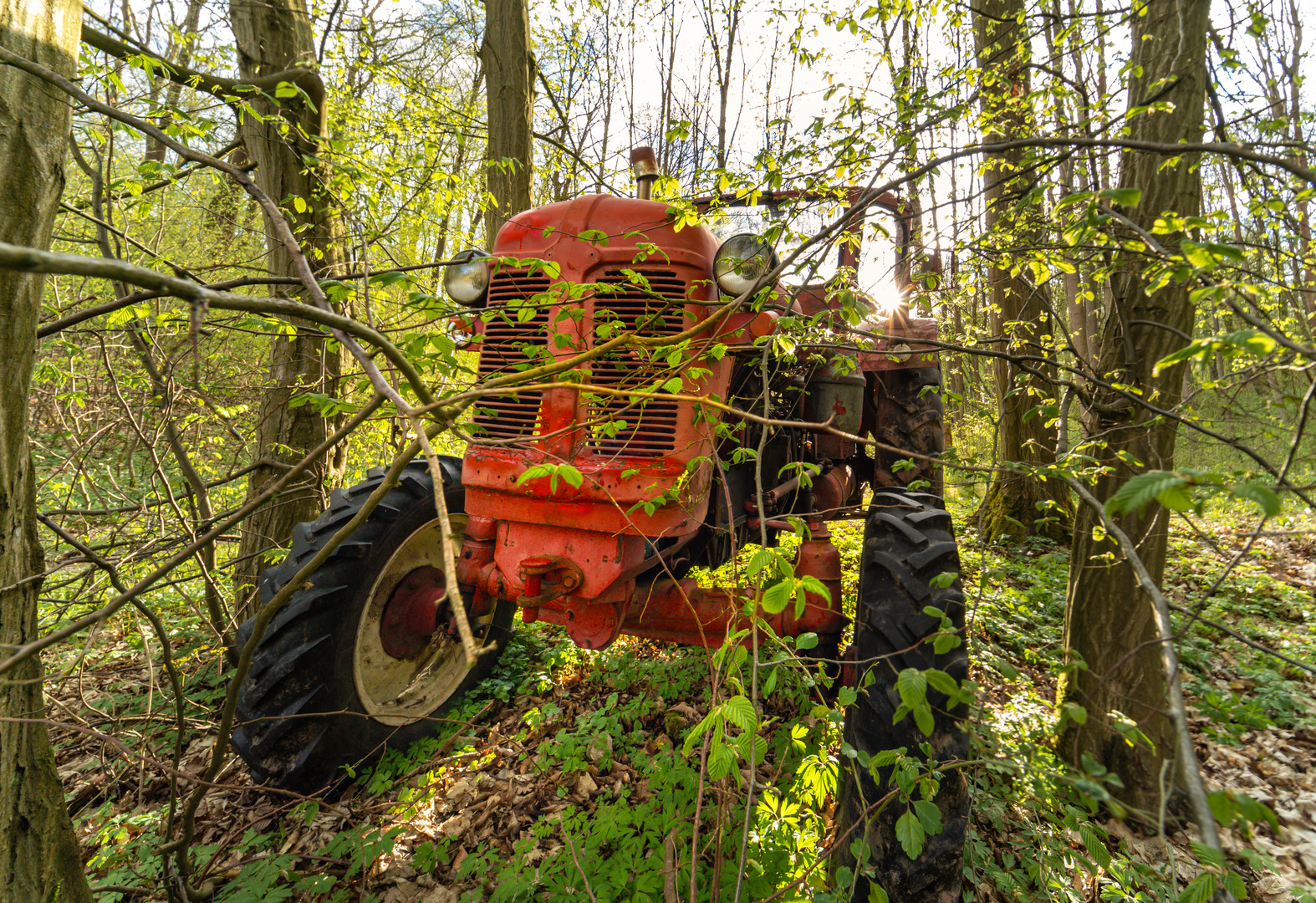 verlassen im Wald