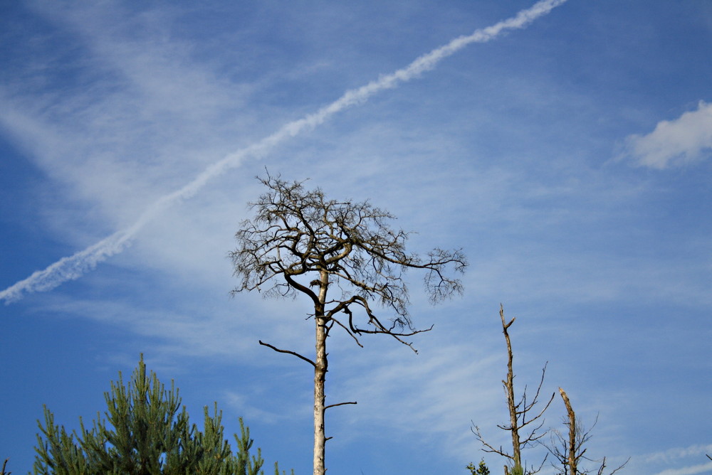 Verlassen steht der Baum im Feld