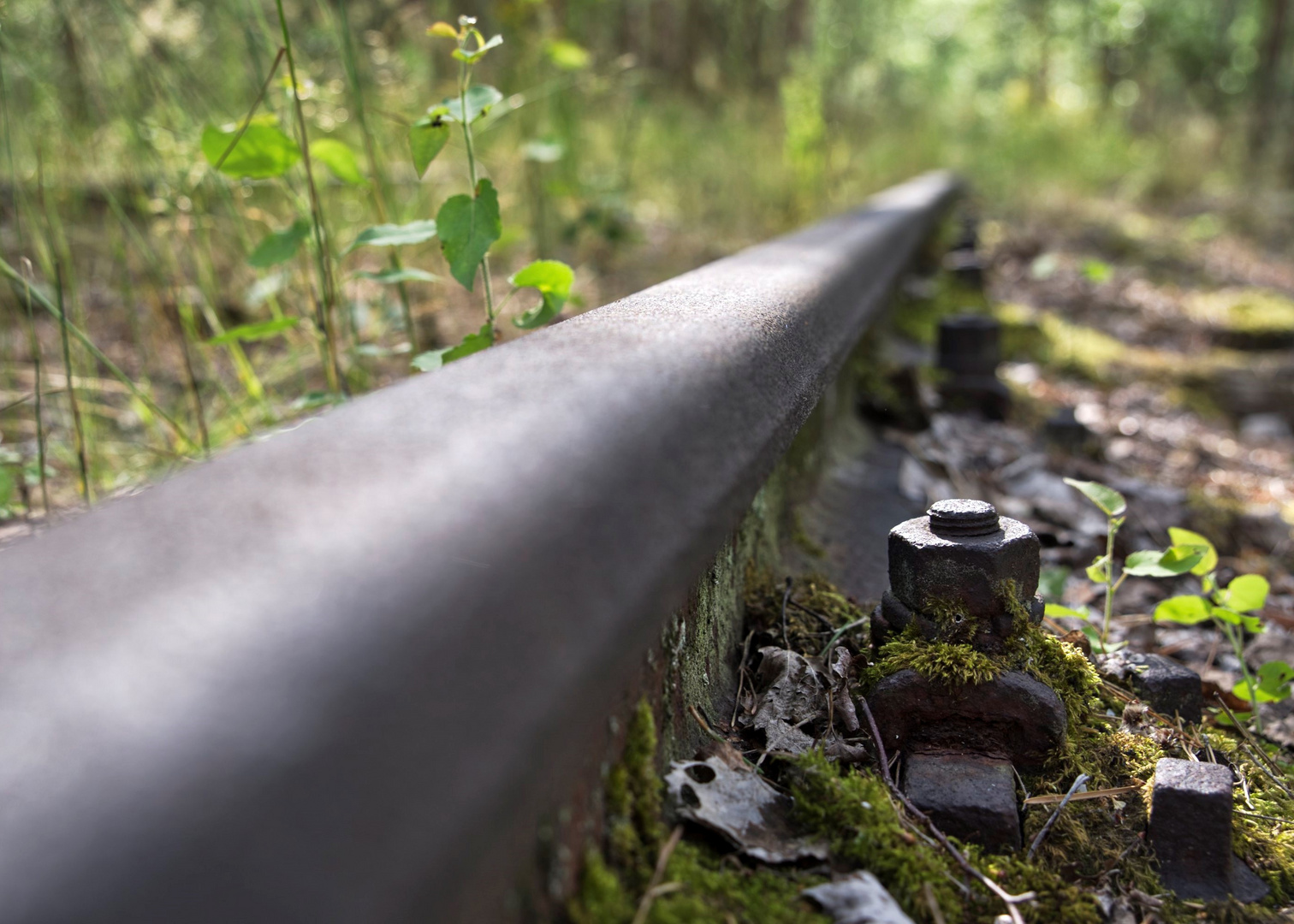 Verlassene Bahngleise im Wald