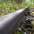 Verlassene Bahngleise im Wald