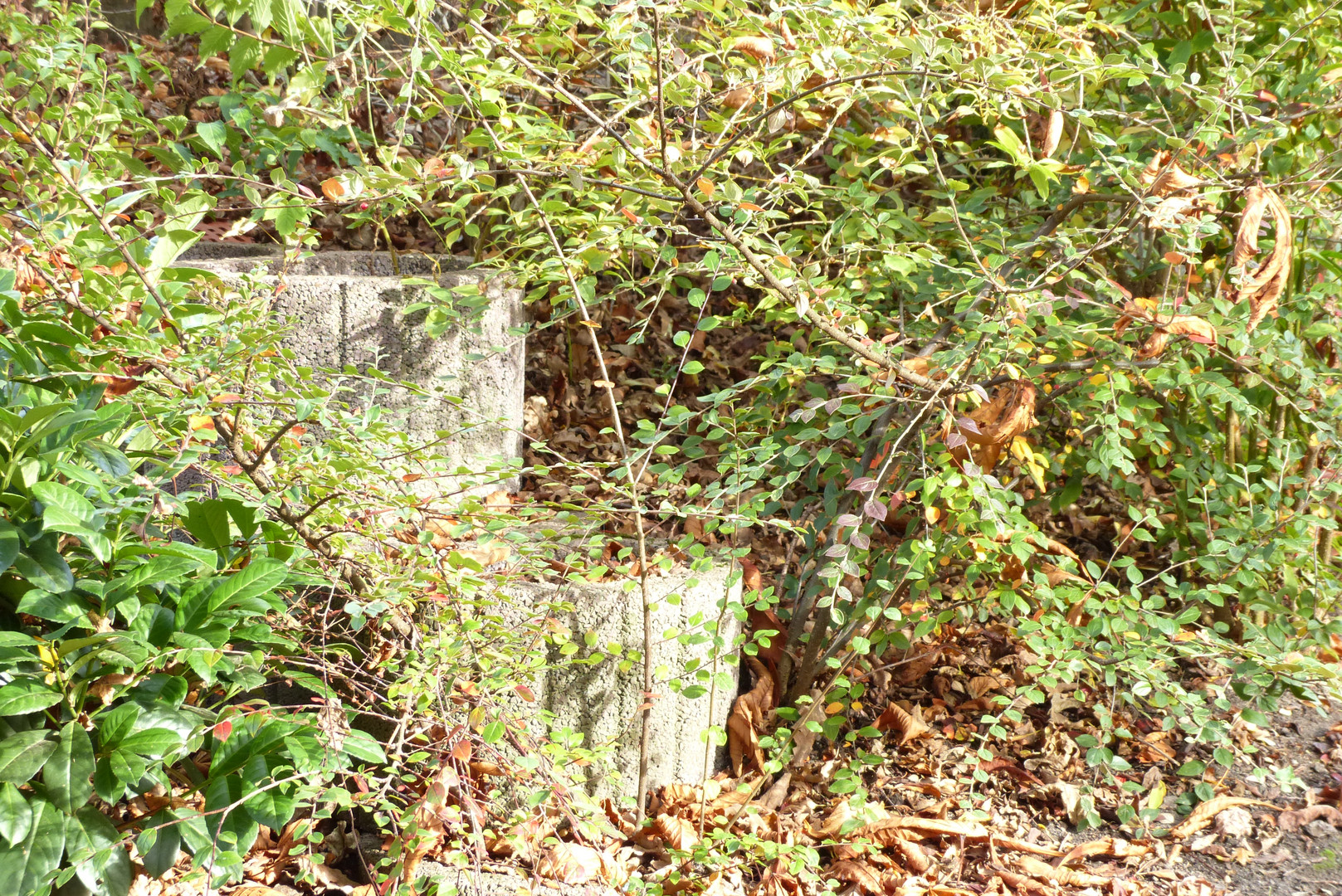 Verlassene Blumenkübel im Herbst