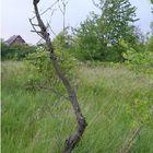 verlassener BAum