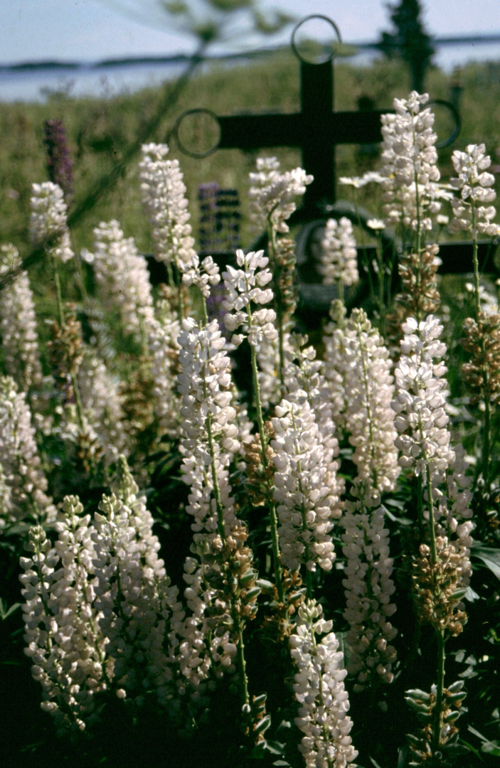 Verlassener Friedhof auf Kishi