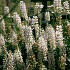 Verlassener Friedhof auf Kishi