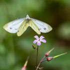 verlassener Storchschnabel