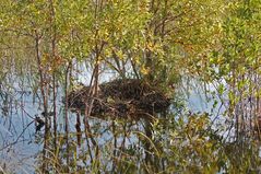 Verlassenes Alligatoren Nest...