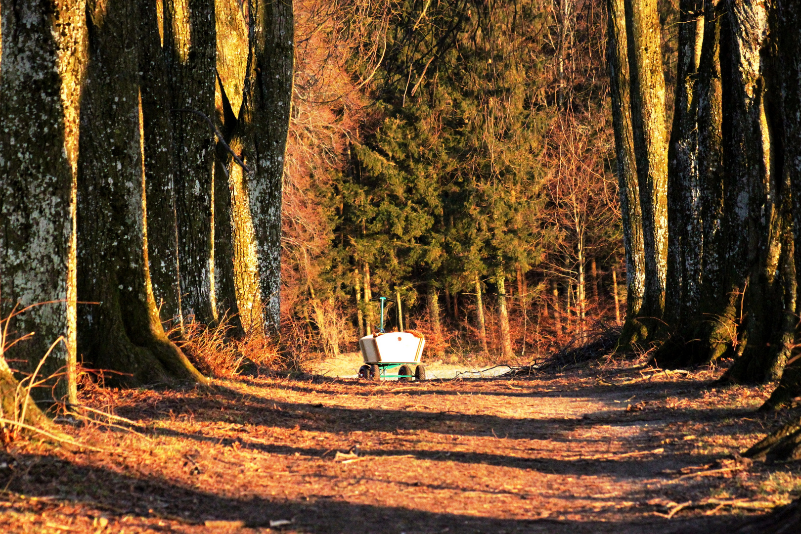 Verlassenes Fortbewegungsmittel im Wald