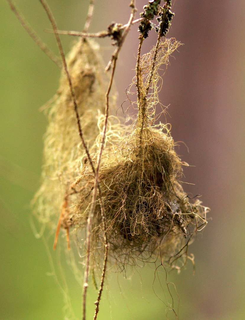 Verlassenes Nest