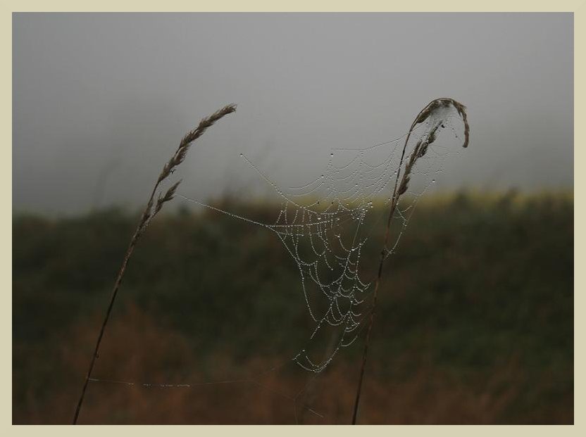 verlassenes spinnennetz..