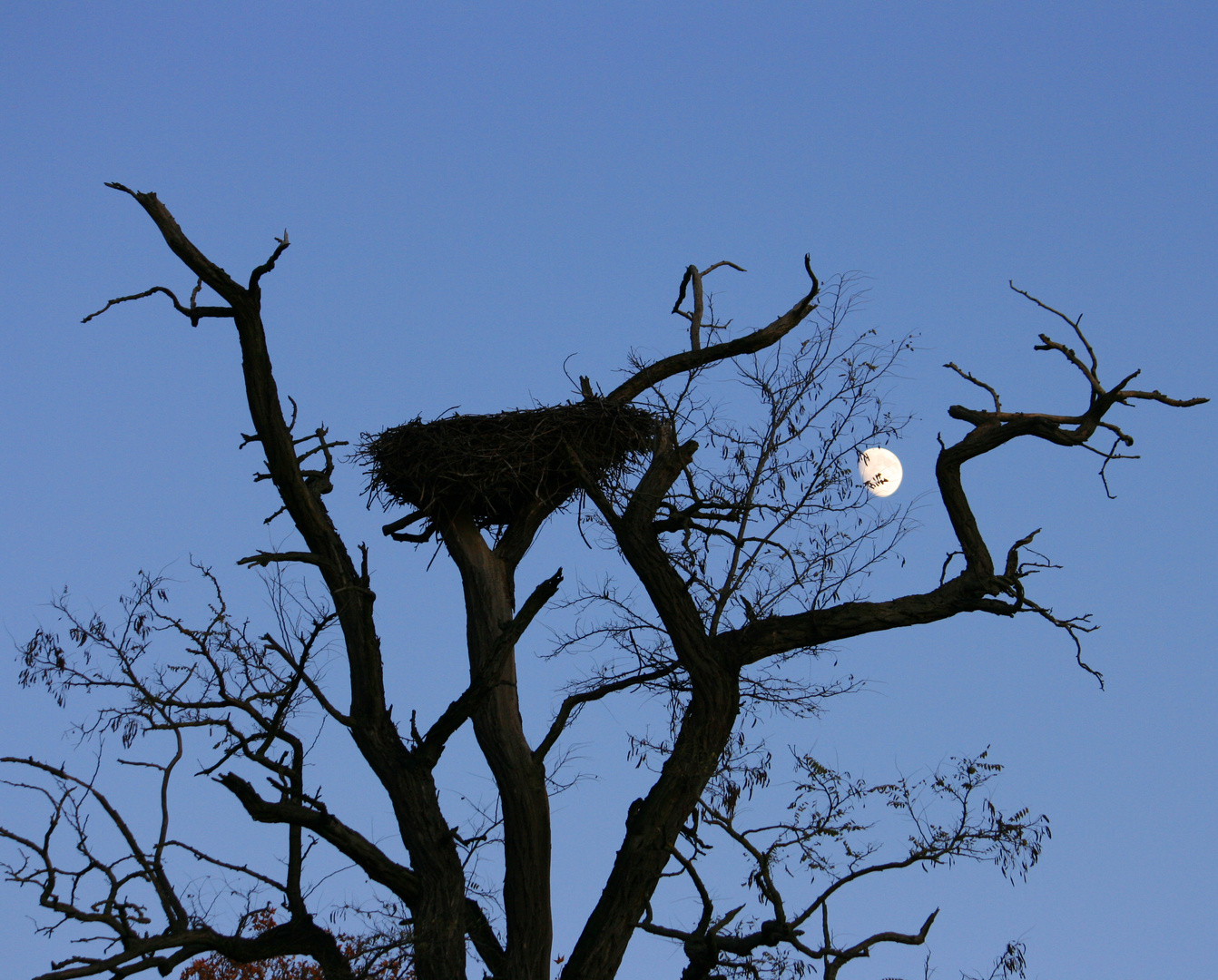 Verlassenes Storchennest im Mondschein