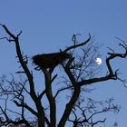 Verlassenes Storchennest im Mondschein