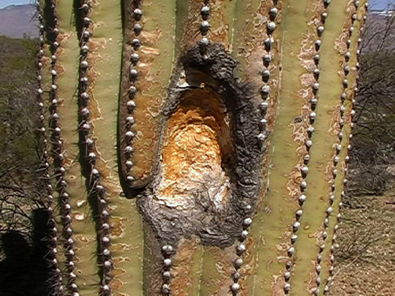 verlassenes Vogelnest im Saguaro