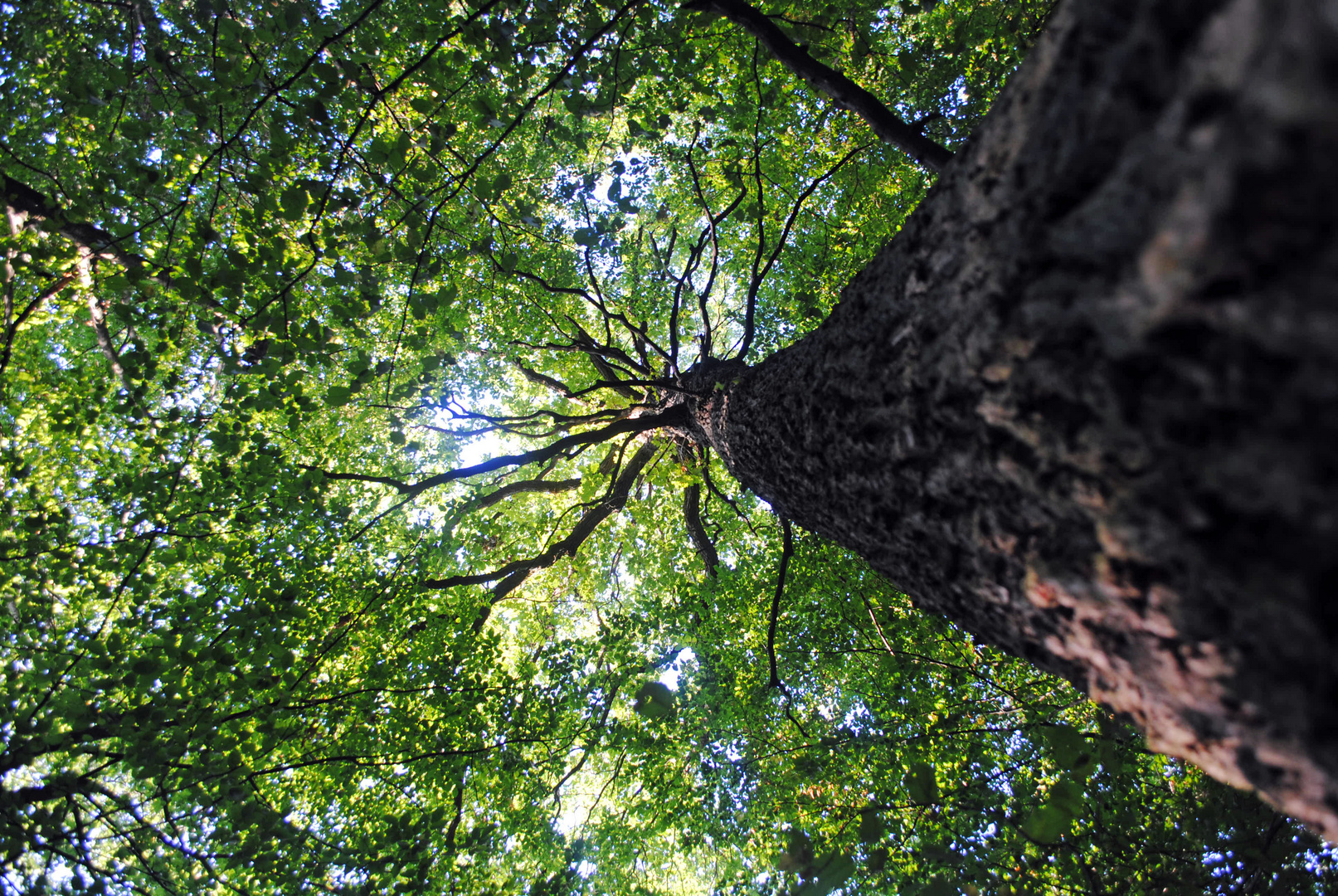 Verlauf der Natur