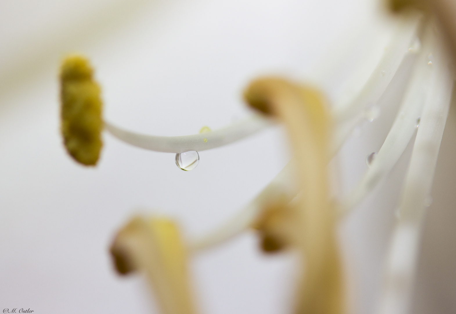 Verlauf einer Blüte