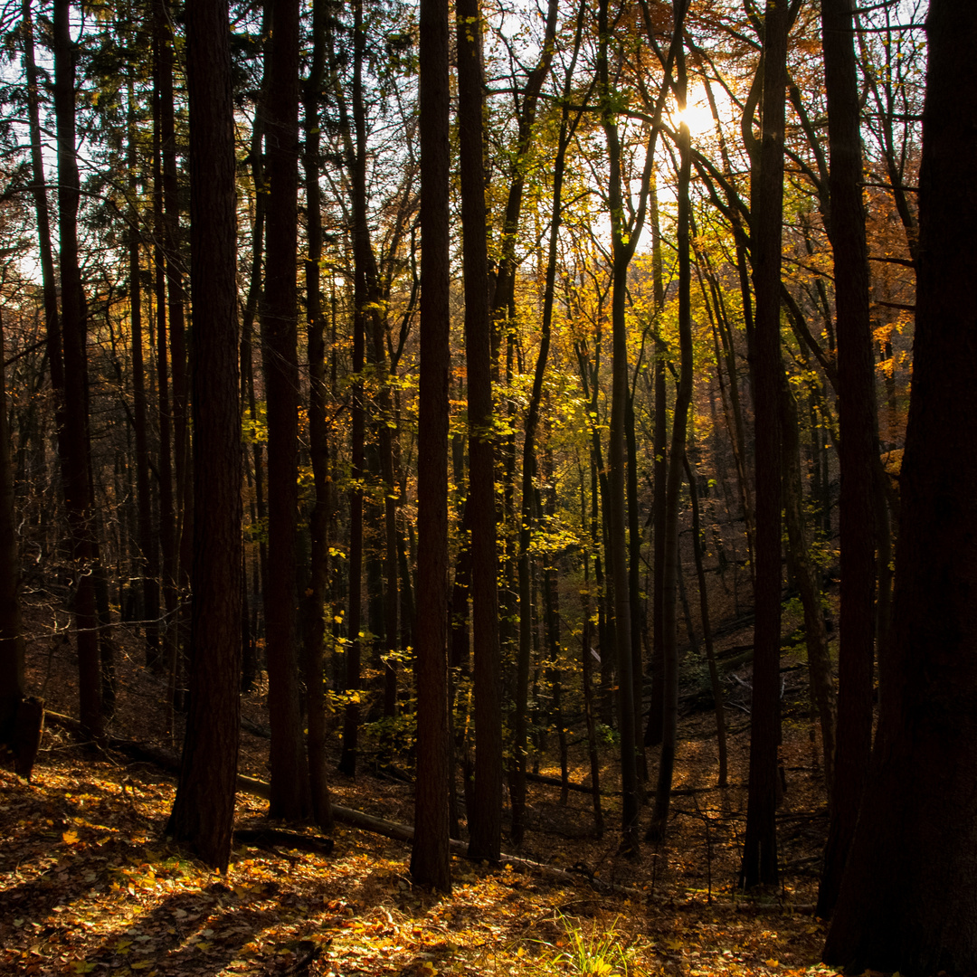 Verlaufen im Wald 