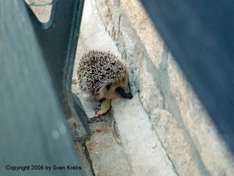 Verlaufener Igel