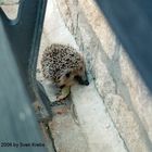 Verlaufener Igel