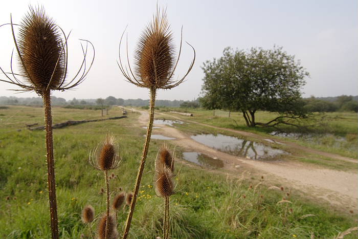 Verlebte Wächter am Heideweg