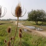 Verlebte Wächter am Heideweg