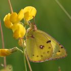 Verleihung der Goldenen Acht