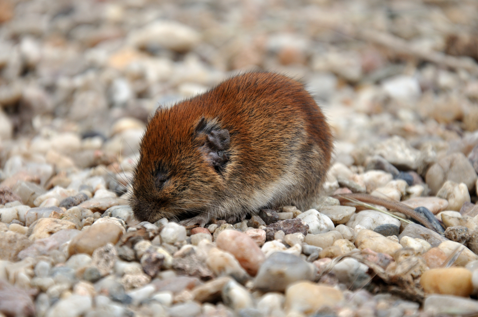 verletzte Maus