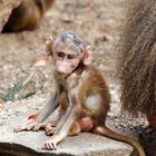 Verletzte Paviane im Kölner Zoo