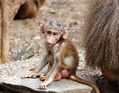 Verletzte Paviane im Kölner Zoo