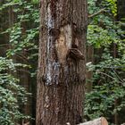 Verletzter Baum