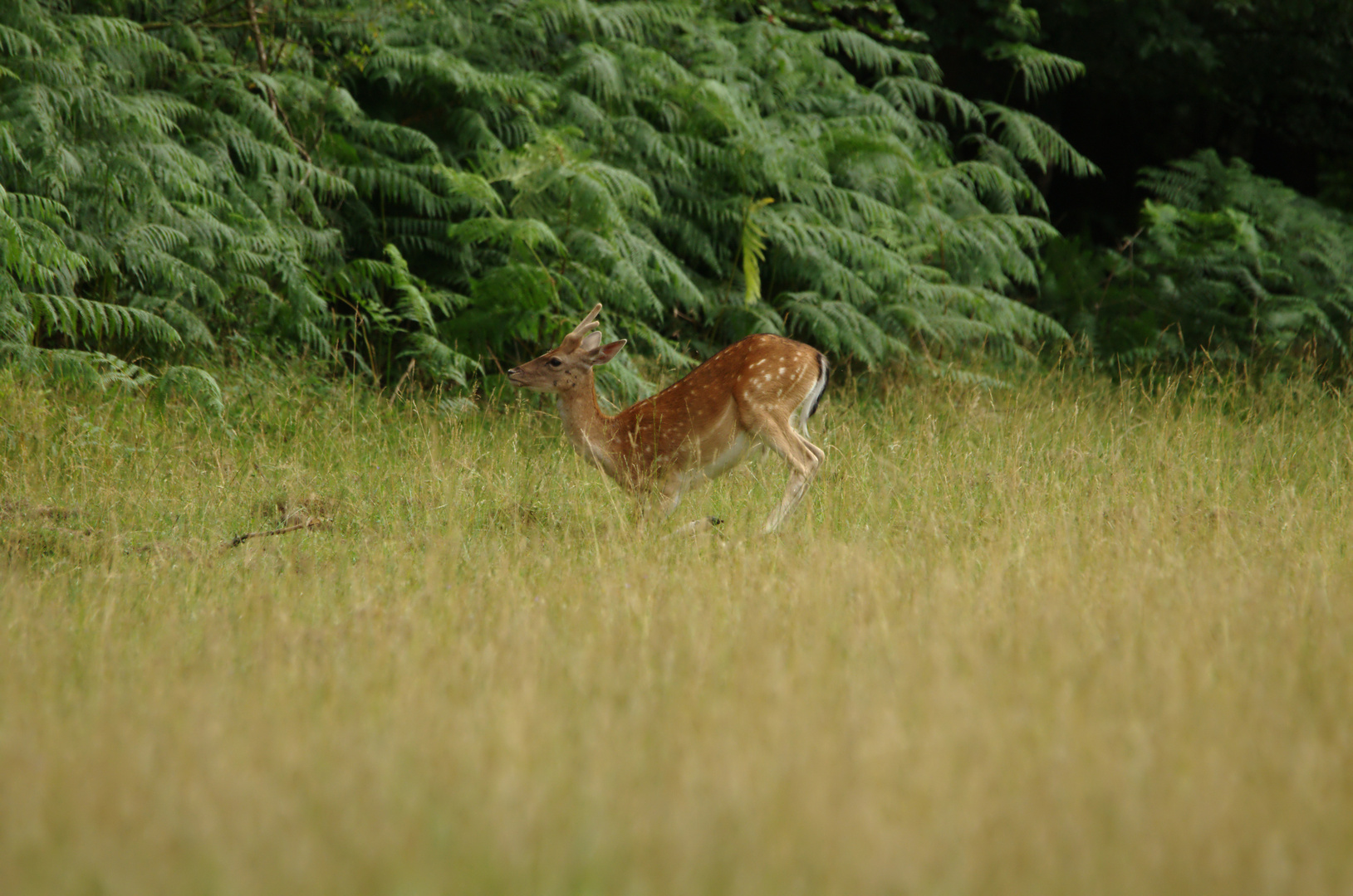 Verletzter Damhirsch