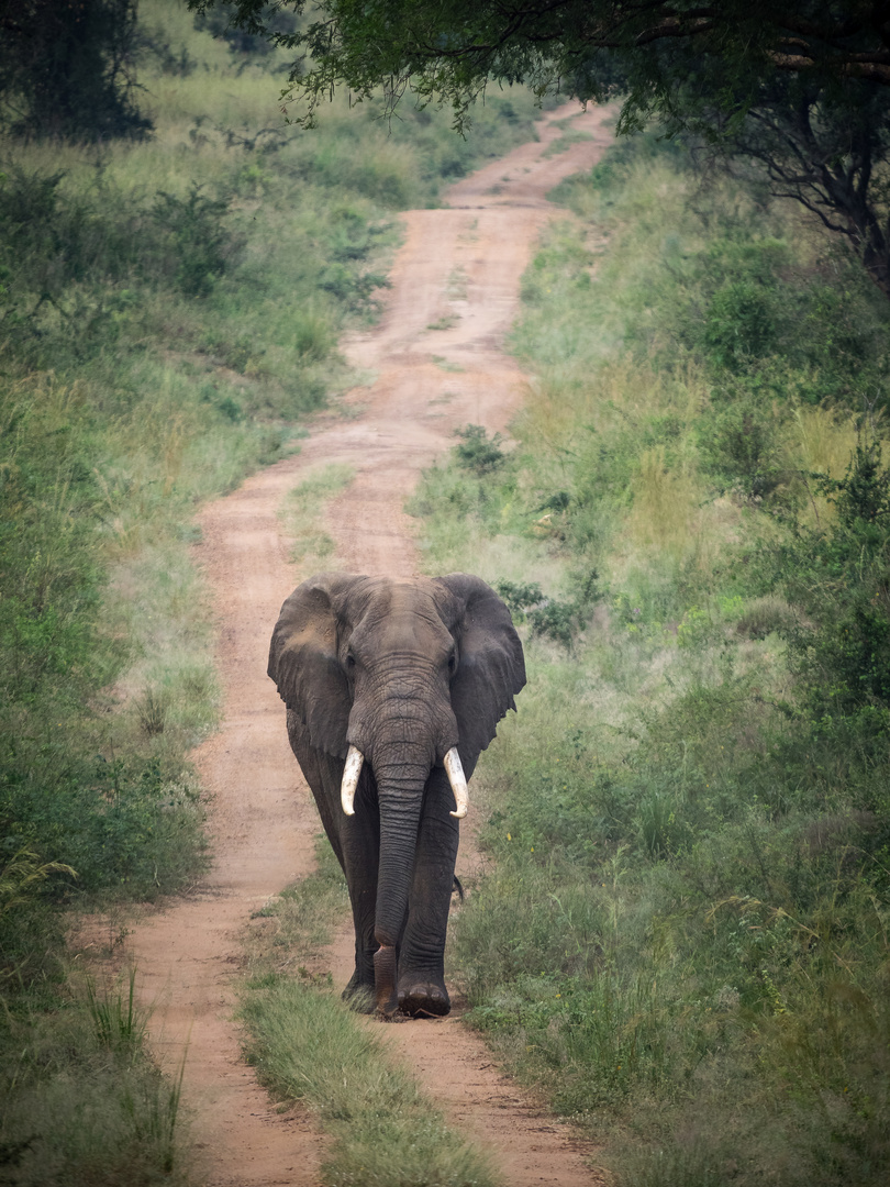 verletzter Elefant Uganda