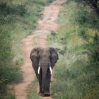 verletzter Elefant Uganda
