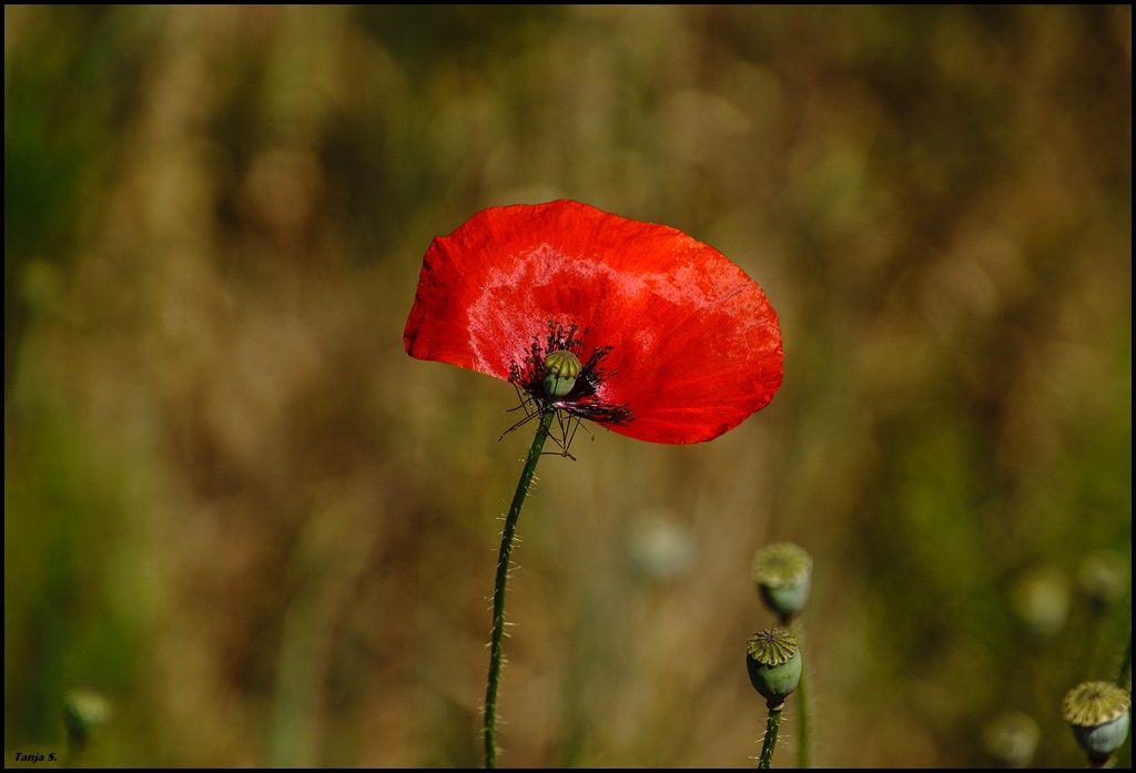 Verletzter Mohn