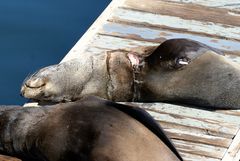 Verletzter Südafrikanischer Seebär / Zwergpelzrobben